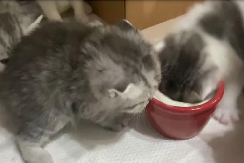 Mèo con hết hồn vì ngã vào bát sữa