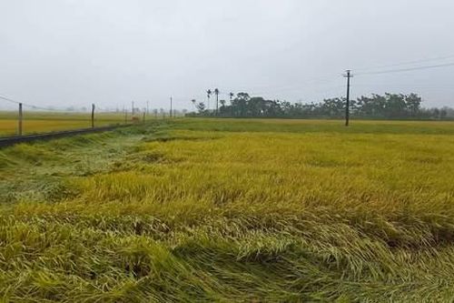 Nam thanh niên bị sét đánh tử vong khi đang đi thu hoạch lúa