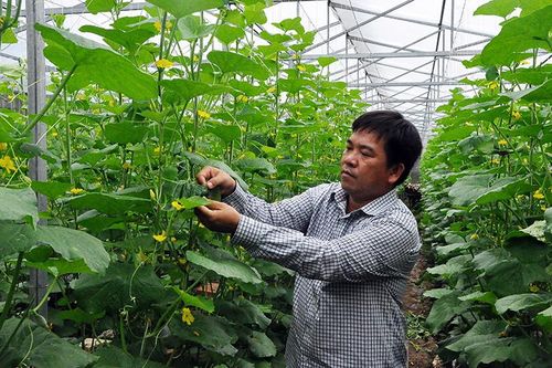 Tạo sức bật cho các hợp tác xã nông nghiệp