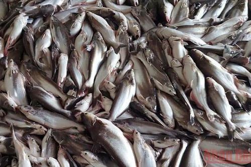 Hơn 150 tấn cá nuôi bè bị chết chưa rõ nguyên nhân