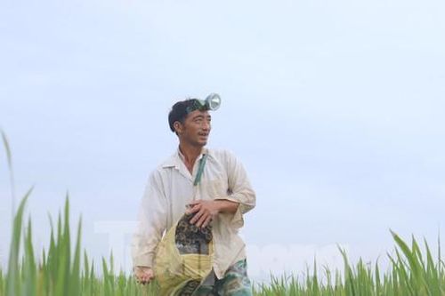 'Vua săn lươn đồng' chỉ bằng một tay