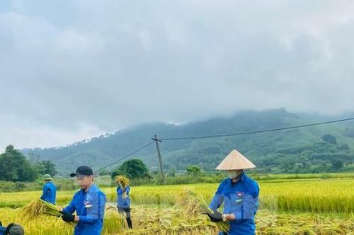 Công an, thanh niên đội nắng xuống đồng giúp người dân gặt lúa