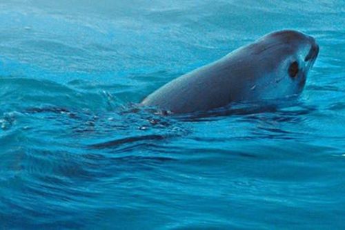 Cá heo vaquita chỉ còn 10 con