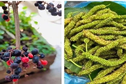 Liên tiếp các vụ ngộ độc sau khi ăn quả rừng ở Hà Giang