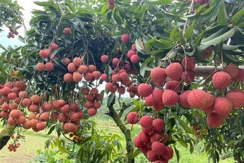 Bắc Giang: Tổ chức chương trình du lịch 'Hương sắc mùa hè Lục Ngạn' năm 2022