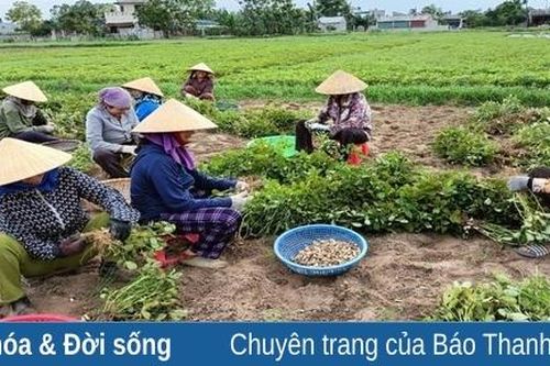 Nông dân huyện Quảng Xương tập trung thu hoạch lạc xuân