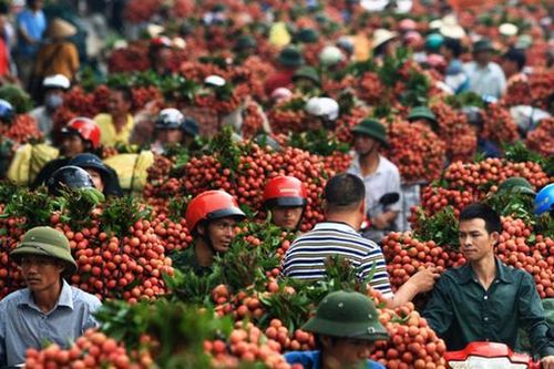 Thương nhân Trung Quốc được cấp phép vào Bắc Giang mua vải thiều