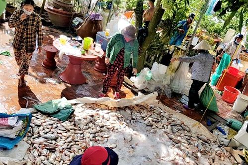 Tiếp tục tìm nguyên nhân và xử lý cá chết tại phường Vĩnh Nguơn