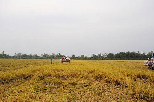 Tà Đảnh phát huy lợi thế nông nghiệp