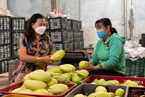 Khai mạc Tuần lễ xoài Cao Lãnh và trái cây chủ lực trên sàn thương mại điện tử