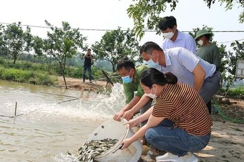 Mô hình lúa - cá đạt hiệu quả kinh tế gắn với bảo vệ môi trường