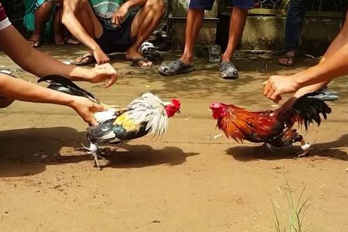 Đột kích trường gà 'núp bóng' trang trại