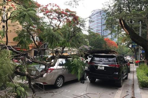Cây phượng đè trúng 2 ôtô đang dừng đèn đỏ