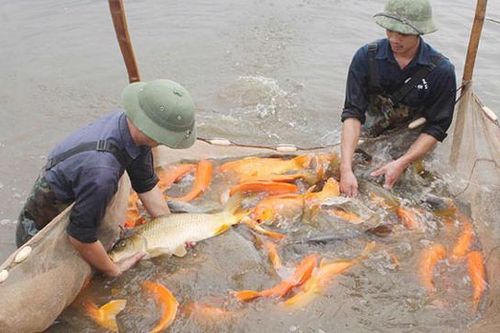Khuyến khích phát triển thủy sản theo hướng hữu cơ