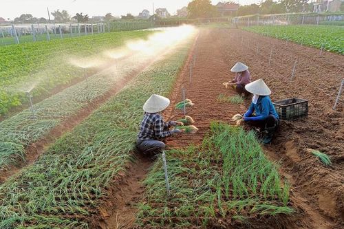 Chuyện xây dựng nông thôn mới ở 'xứ Quỳnh'