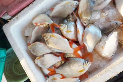 Hơn 420 tấn cá nuôi bị thiệt hại ở An Giang