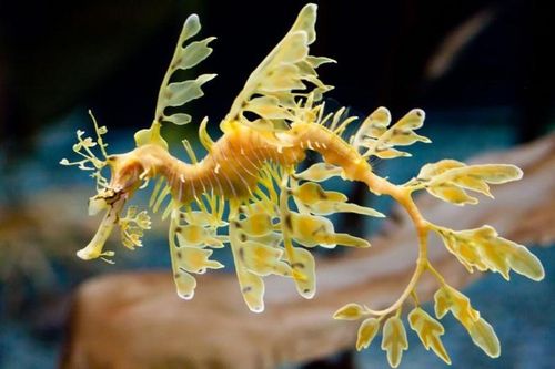 Top động vật có vẻ đẹp 'lịm tim', khiến bạn không thể rời mắt