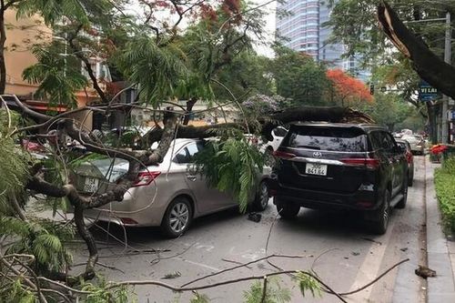 Cây phượng già bị gãy, đè lõm đuôi ô tô trên phố Hà Nội