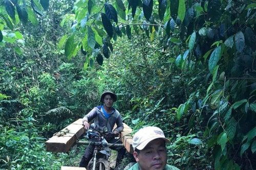 Khởi tố hai đối tượng khai thác gỗ trái phép