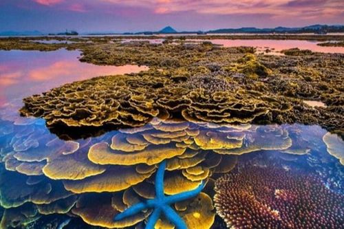 Kỳ ảo vườn san hô trên cạn của 'xứ hoa vàng trên cỏ xanh' - Phú Yên