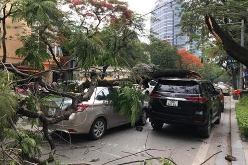 Cây phượng lâu năm trên phố Hà Nội bất ngờ gãy, đè lên 2 ô tô đang di chuyển