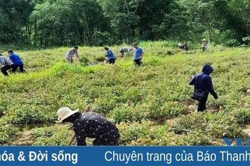 Cây sâm báo ở xã Nam Tiến mang lại thu nhập cao cho người dân