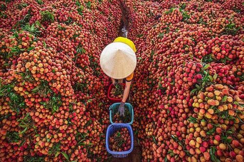 Thị trường tỷ dân vẫn Zero Covid, Bắc Giang chủ động tìm đầu ra cho vải thiều