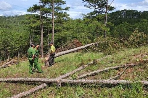 Điều tra vụ cưa hạ 400 cây thông trái phép ở Đà Lạt