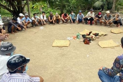 Triệt phá tụ điểm đá gà tại khu vườn