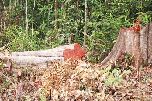 Khởi tố 2 'lâm tặc' từ Đắk Lắk qua Gia Lai khai thác gỗ lậu