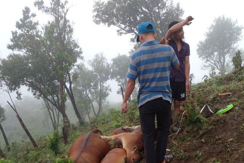 Quảng Nam: Sét đánh chết 7 con bò của người dân
