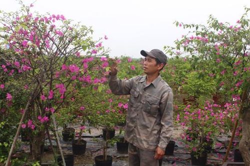 Phát triển các vùng hoa xuất khẩu
