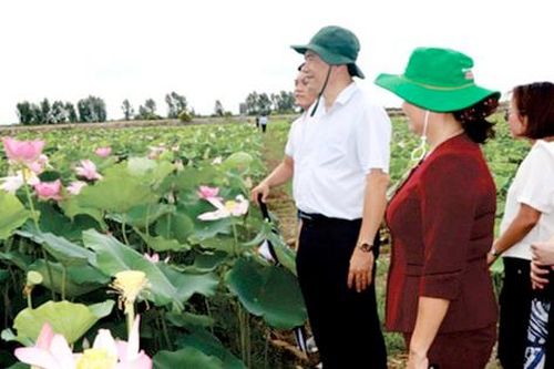 Đồng Tháp: Thành lập Hội ngành hàng sen