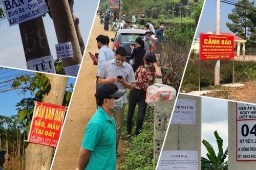 Cò đất ở khắp nơi