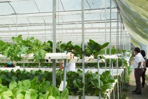 Phát triển nông nghiệp thông minh - Chìa khóa của phát triển bền vững