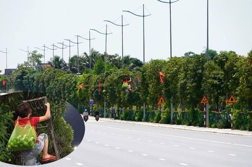 Nghìn cây xoài trĩu quả bên đường 10 làn xe ở Hạ Long, người dân vô tư hái