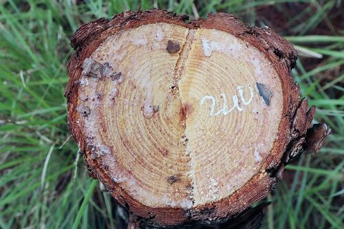 Điều tra thủ phạm đốn hạ gần 400 cây thông trong rừng phòng hộ ở Đà Lạt