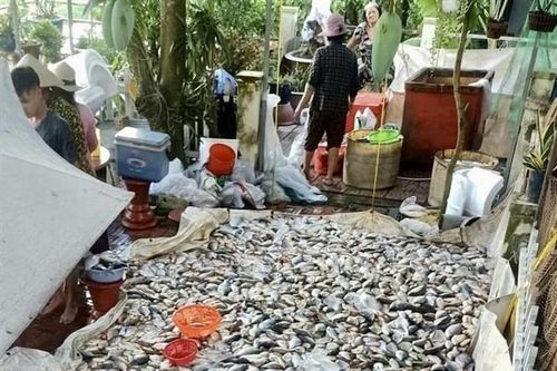 An Giang: Nguyên nhân có thể khiến cá chết ở sông Châu Đốc