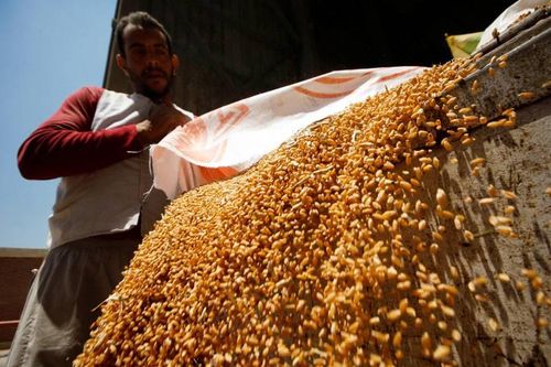 Nước nhập khẩu lúa mỳ lớn nhất thế giới áp biện pháp mạnh tay giữa khủng hoảng