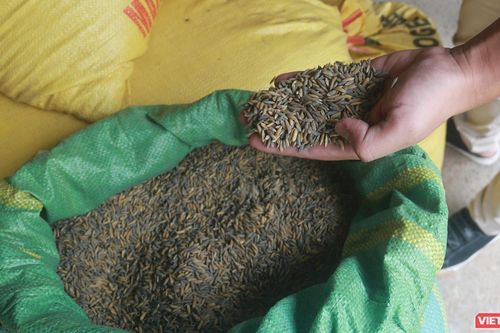 Đà Nẵng: Lúa nhiễm độc do mỏ than án ngự nguồn nước