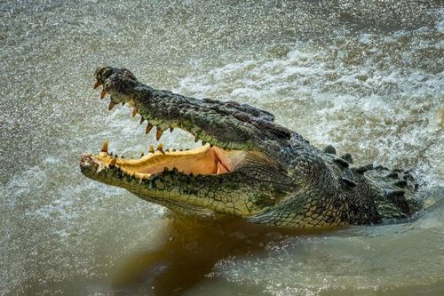 Người đàn ông bị cá sấu ngoạm chặt cánh tay khi đang bơi thoát chết ngoạn mục