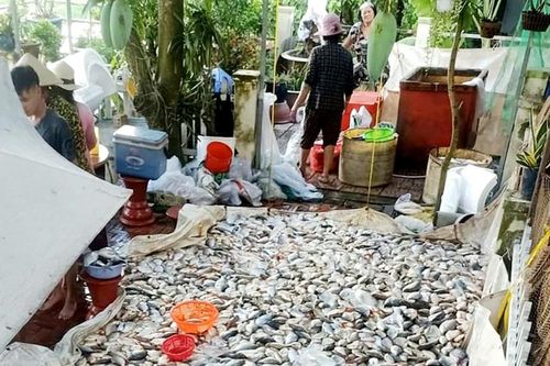 Đã xác định nguyên nhân gây cá chết hàng loạt trên sông Châu Đốc