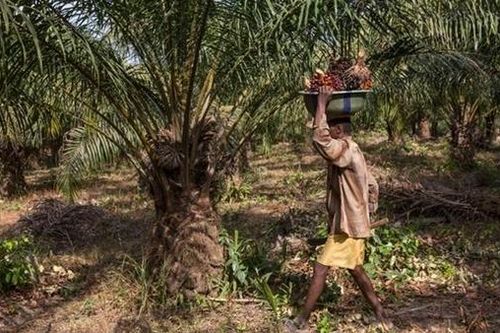Kinh tế thế giới sẽ bất ổn vì dầu cọ tăng giá