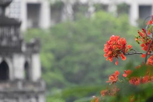 Không gian phố đi bộ Hồ Gươm rực rỡ sắc hoa phượng vĩ, bằng lăng