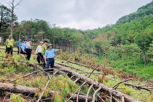Chủ tịch tỉnh Lâm Đồng kiểm tra hiện trường, chỉ đạo khởi tố vụ phá rừng ở Đà Lạt