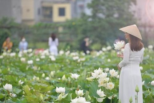 Đầm sen trắng rộng hàng nghìn mét bung nở