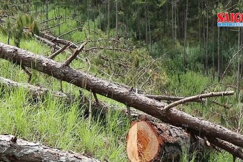 Lập chuyên án điều tra vụ cưa hàng trăm cây thông xảy ra ở Đà Lạt