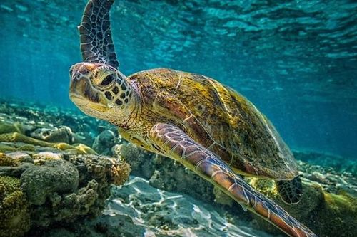 Khám phá bí mật để trường thọ
