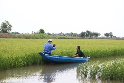 Phát triển kinh tế vùng ĐBSCL: Xây dựng thương hiệu lúa thơm, tôm sạch