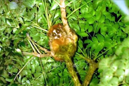 Bảo tồn loài Cu li quý hiếm tại Khu Bảo tồn thiên nhiên Xuân Liên
